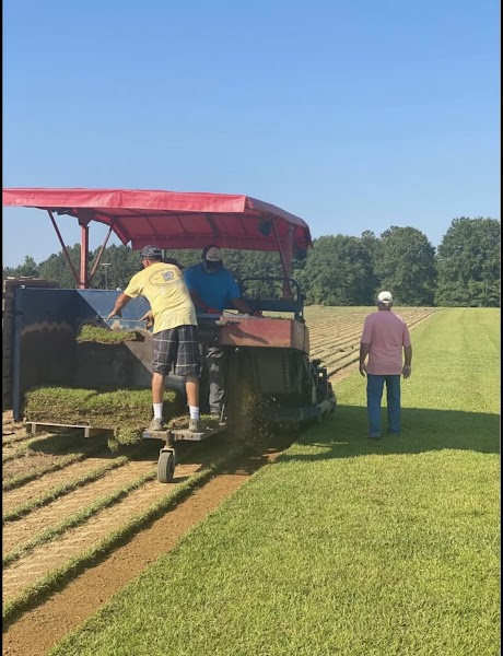 Photo of Mississippi Sod
