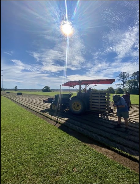 Photo of Mississippi Sod